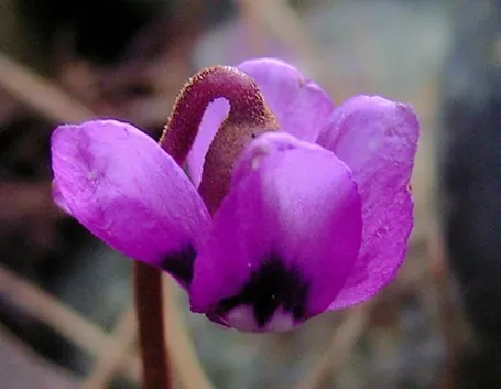 cyclamen coum 15090