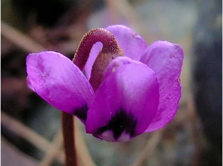 cyclamen coum 15090