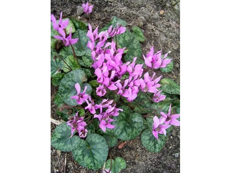 cyclamen purpurascens