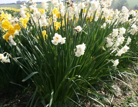 Una pianta di narciso