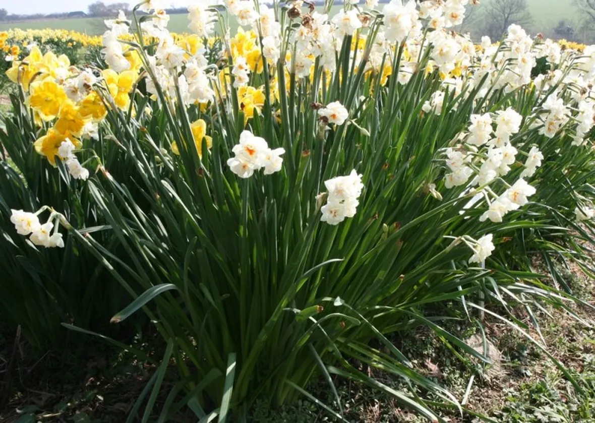 Una pianta di narciso