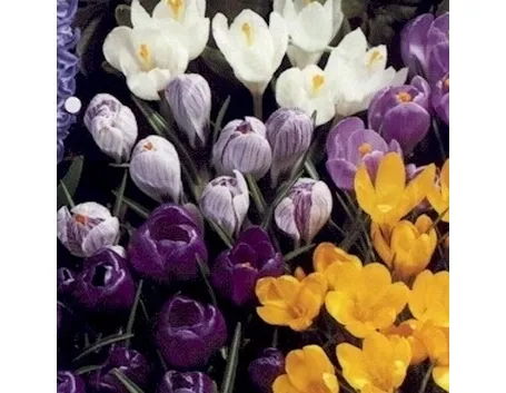 Crocus