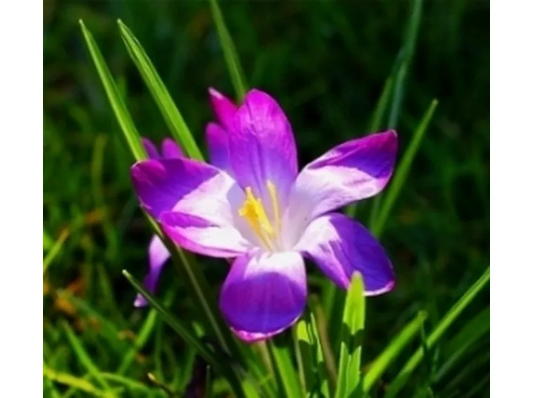 Violet Crocus