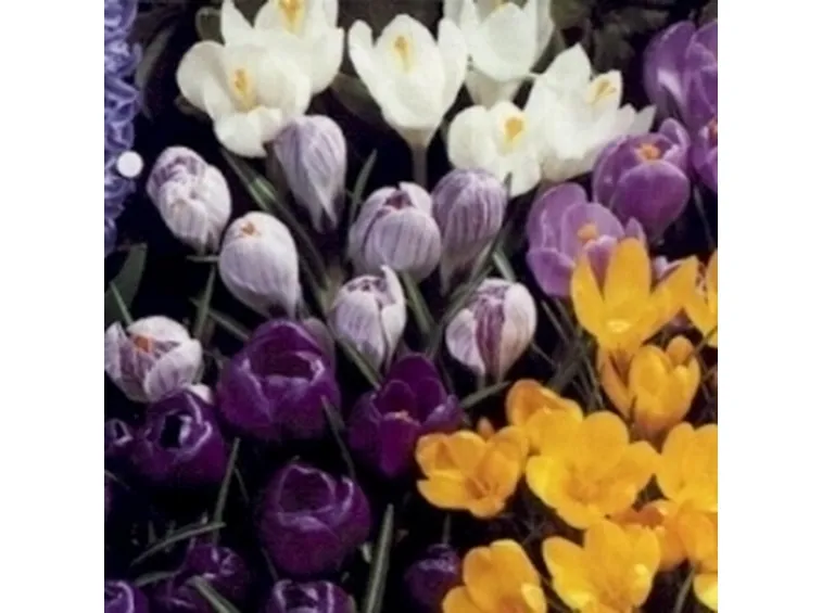 Croco BiancoGialloViola