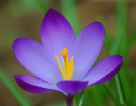 Fiore di crocus