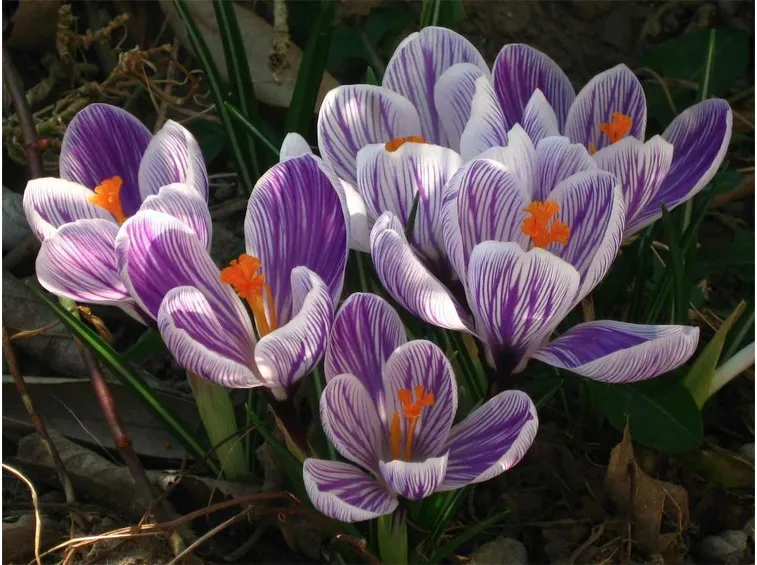 Crocus vernus
