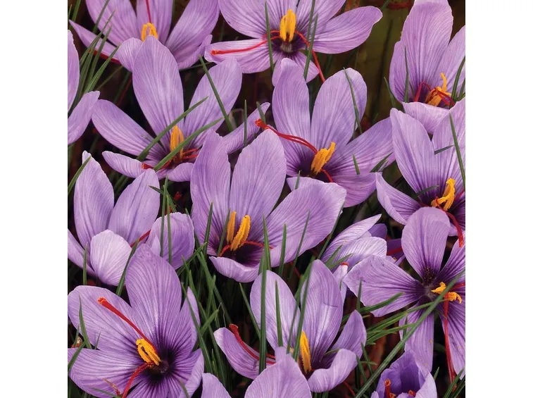 Crocus sativa
