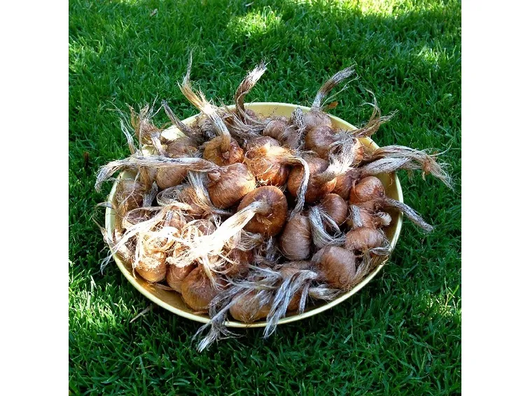 Bulbi di Crocus sativa