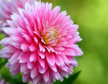 Dalia Pompon
