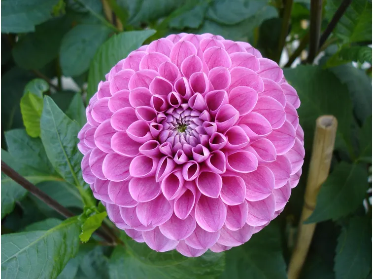Fiore di Dalia