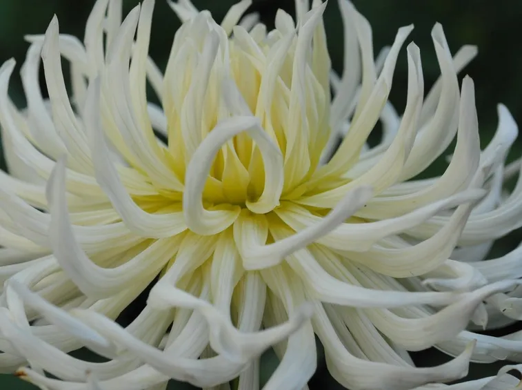 White Star
