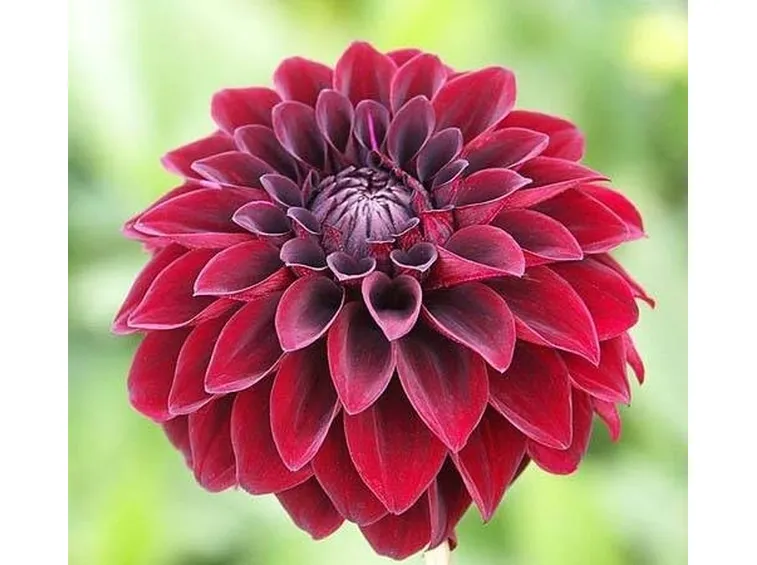 dalia
