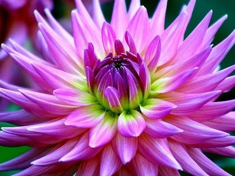 Dalia