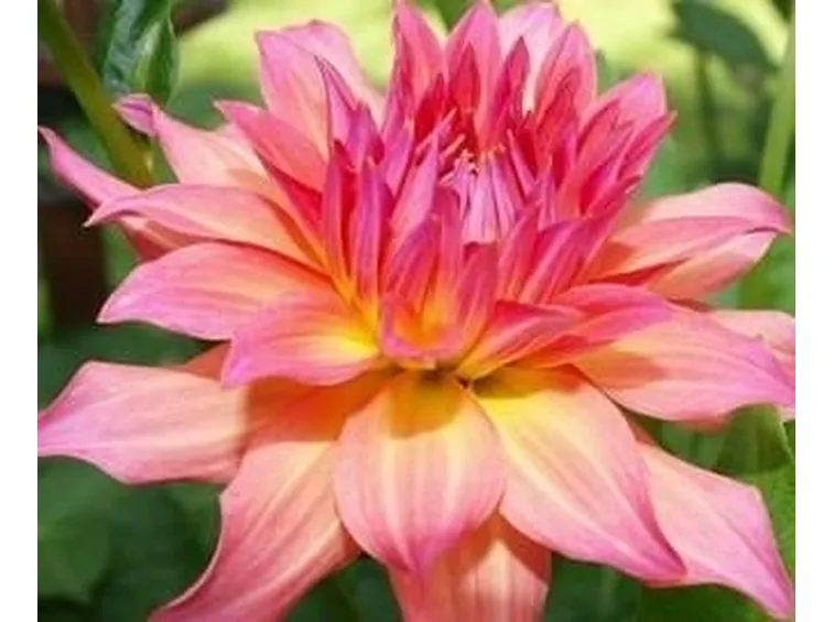 Dalia 