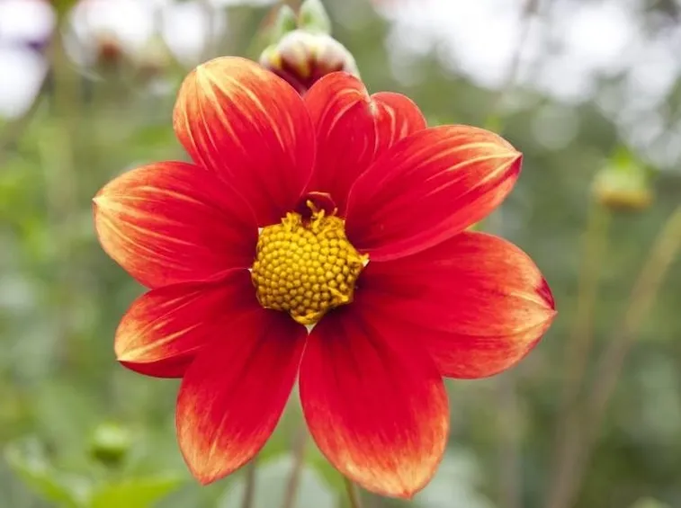 dalia
