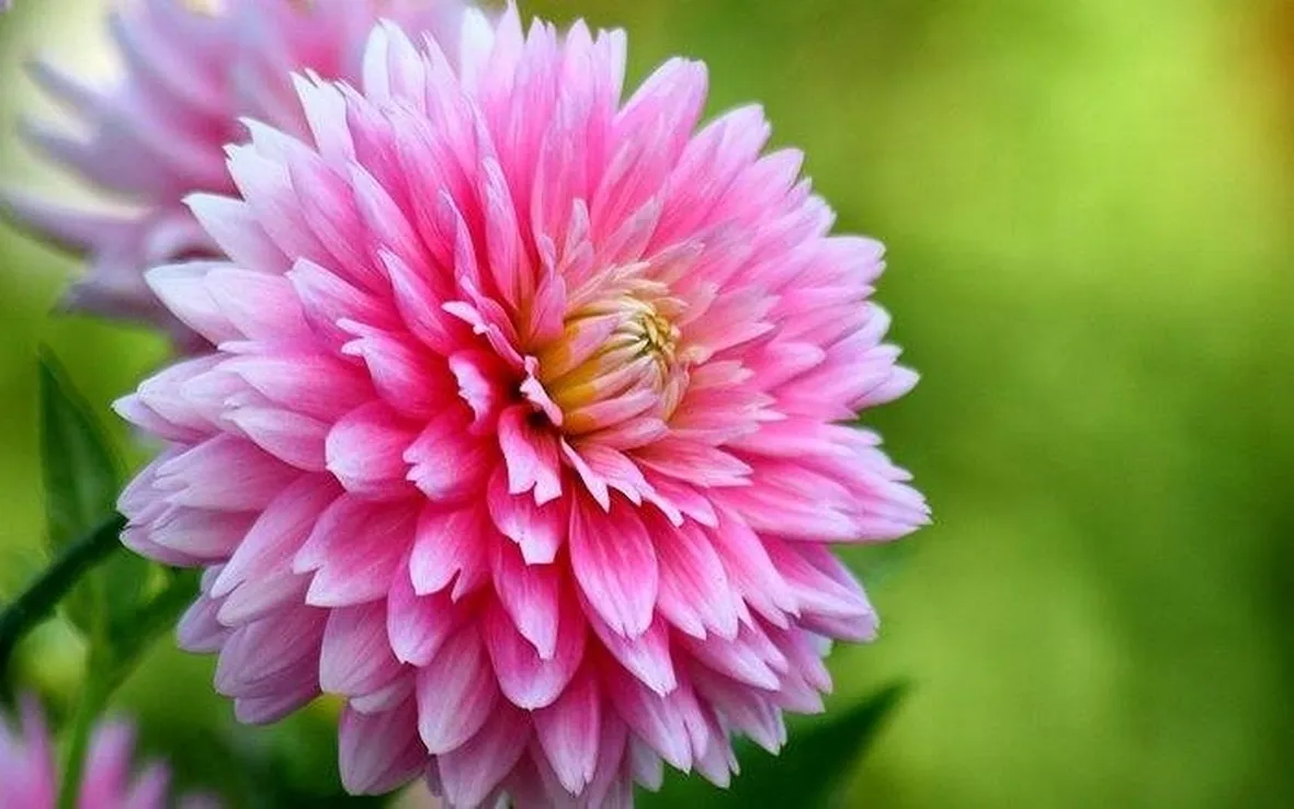 Dalia Pompon