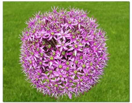 Allium christophii