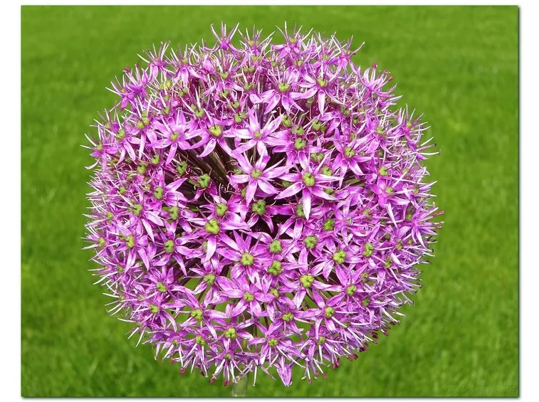 Allium christophii