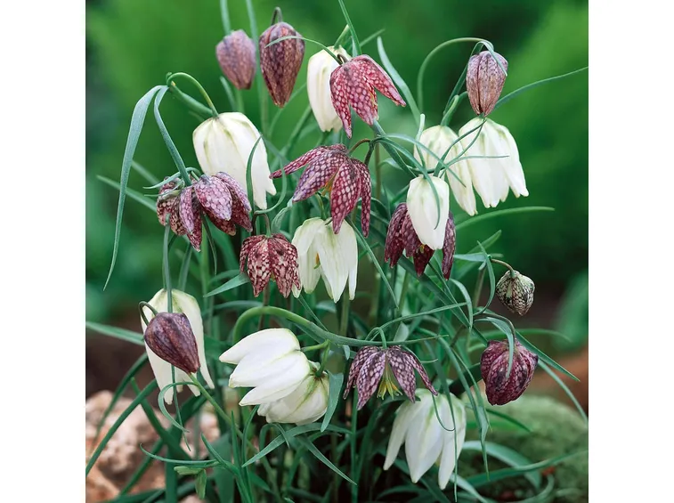 La particolare Fritillaria meleagris