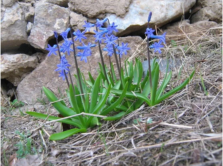 Varietà di Giacinto azul