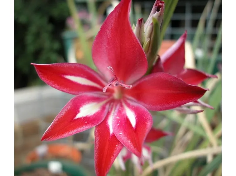 Esemplare di Gladiolus cardinalis