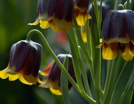 Fiori di Fritillaria michailovskyi