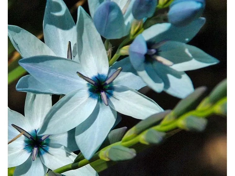 Fiori da bulbo di Ixia viridiflora