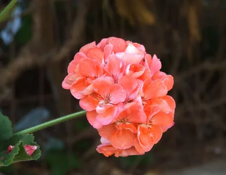 Bellissimo fiore di Geranio rosa