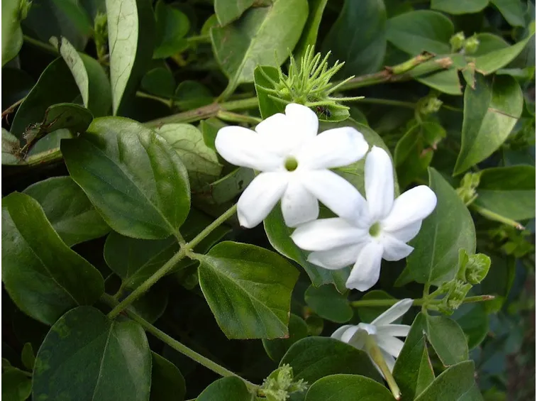 Bianco e delicato Gelsomino