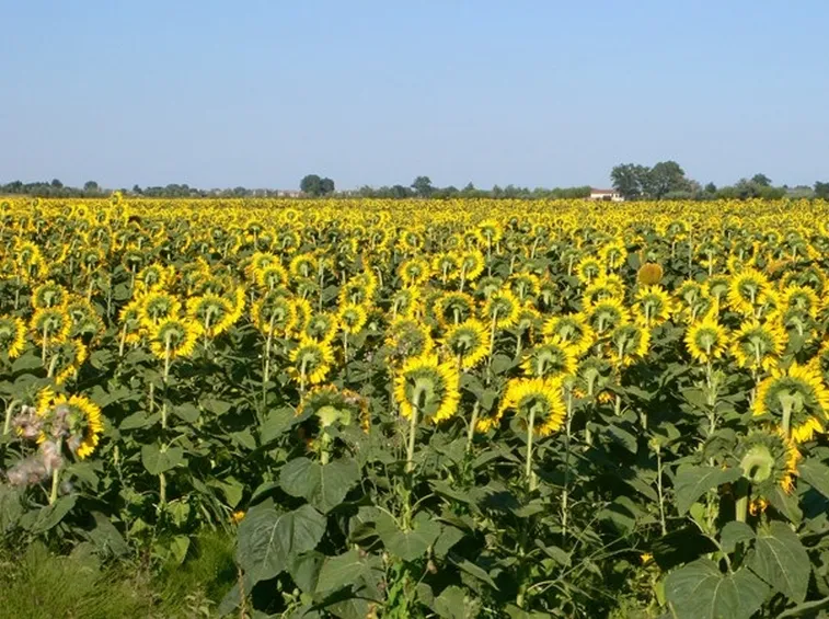 Bellissimo campo di Girasoli
