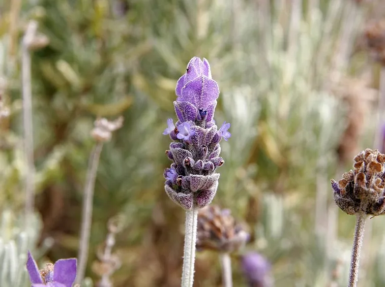 Esemplare di fiore di Lavanda