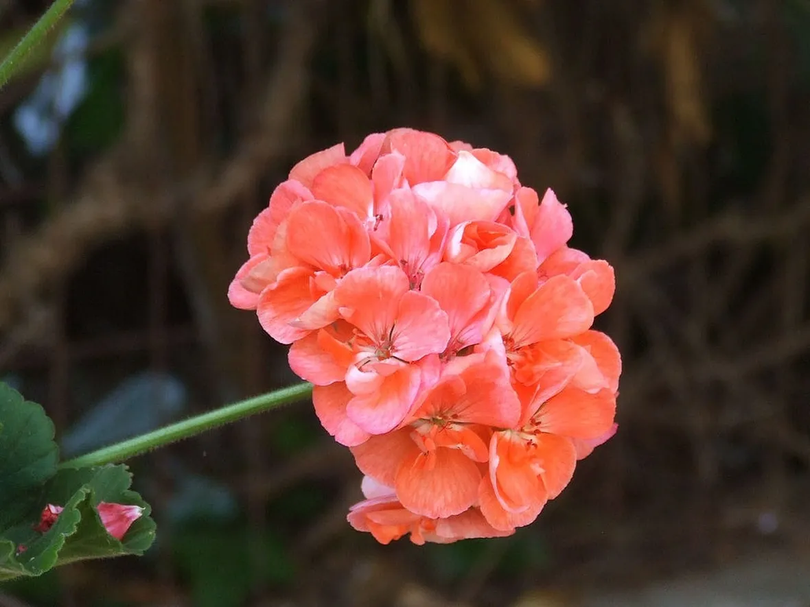 Bellissimo fiore di Geranio rosa