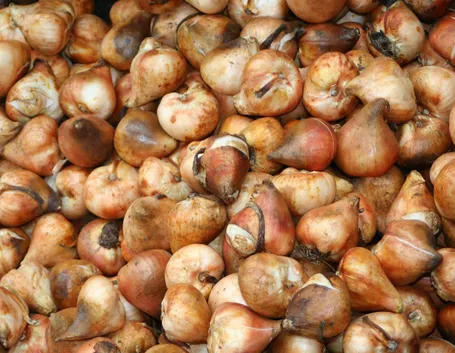 Bulbi da fiore