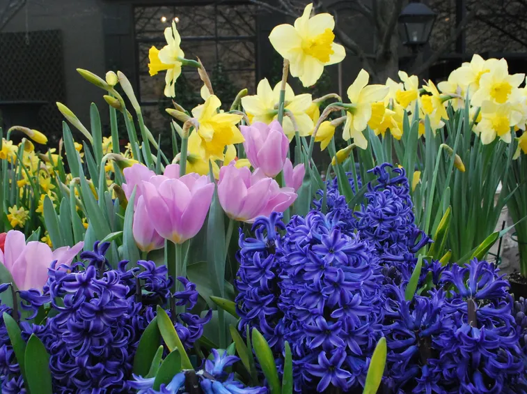 Fiori da bulbo