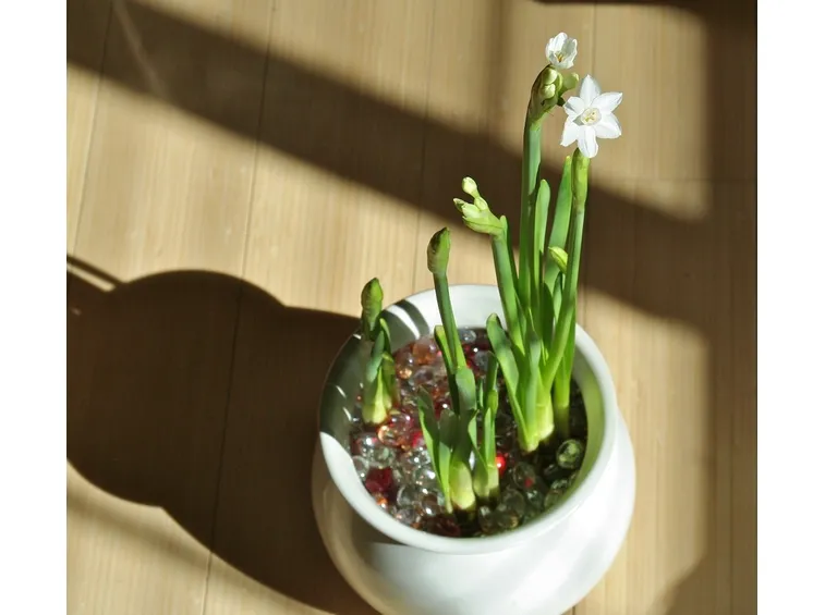 Narcisi forzati