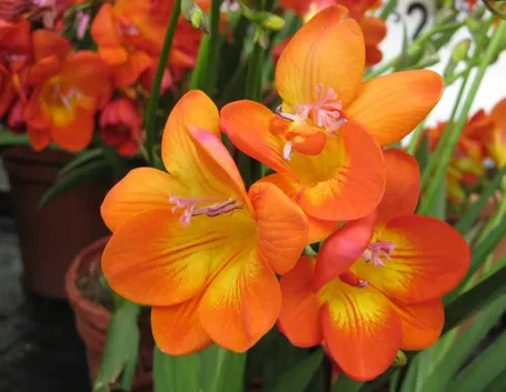Freesia