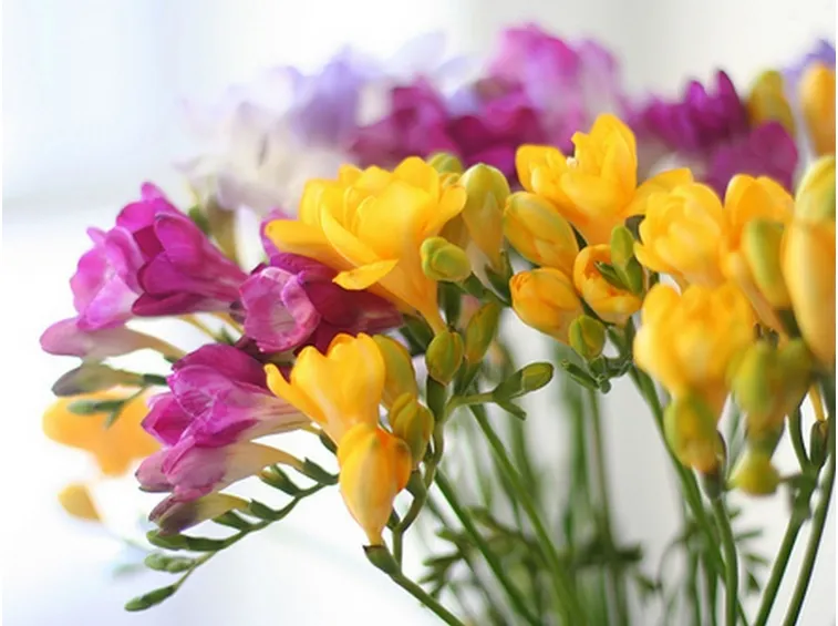 Coltivazione della freesia