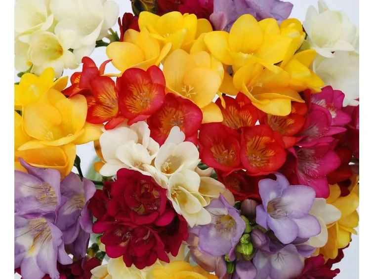 Cura della freesia