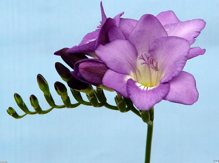 Freesia significato