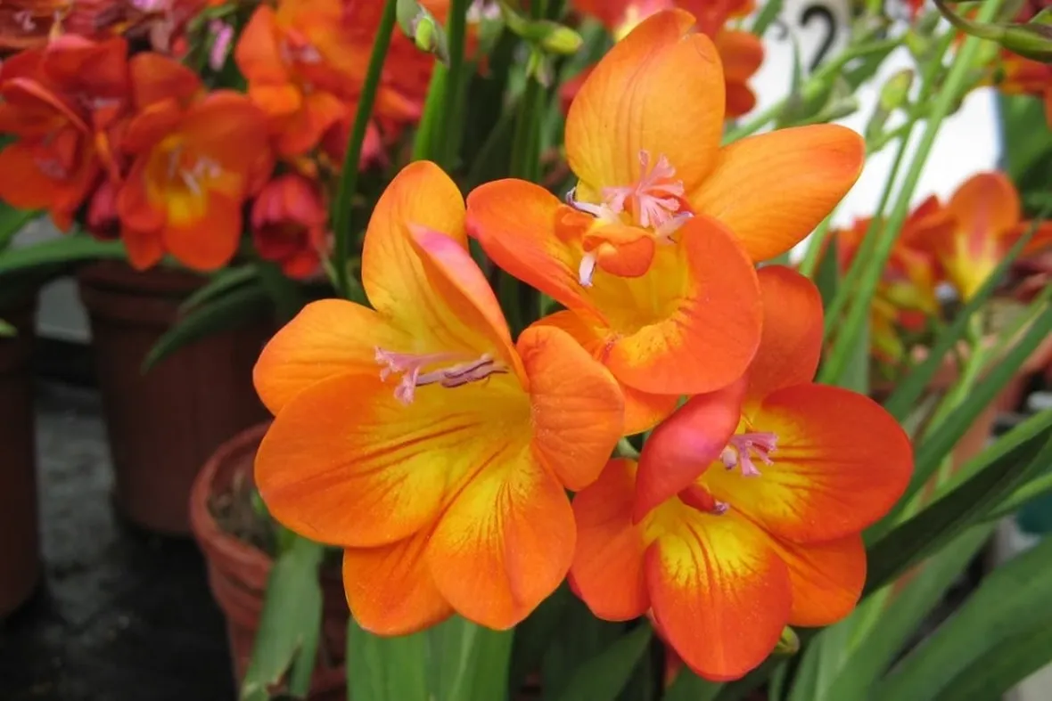 Freesia