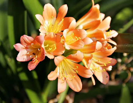 Freesia Shelly