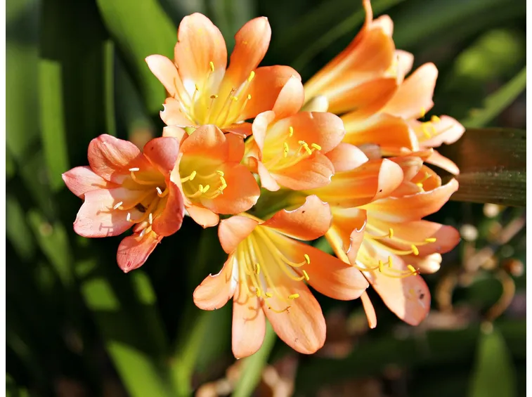 Freesia Shelly