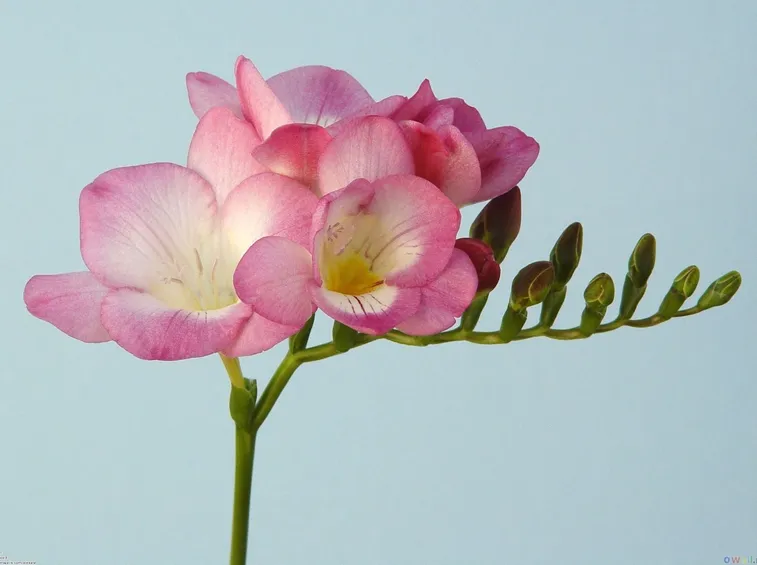 Freesia Refracta