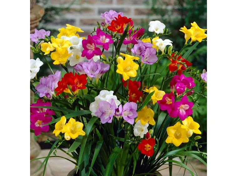 Freesia Earlyjune