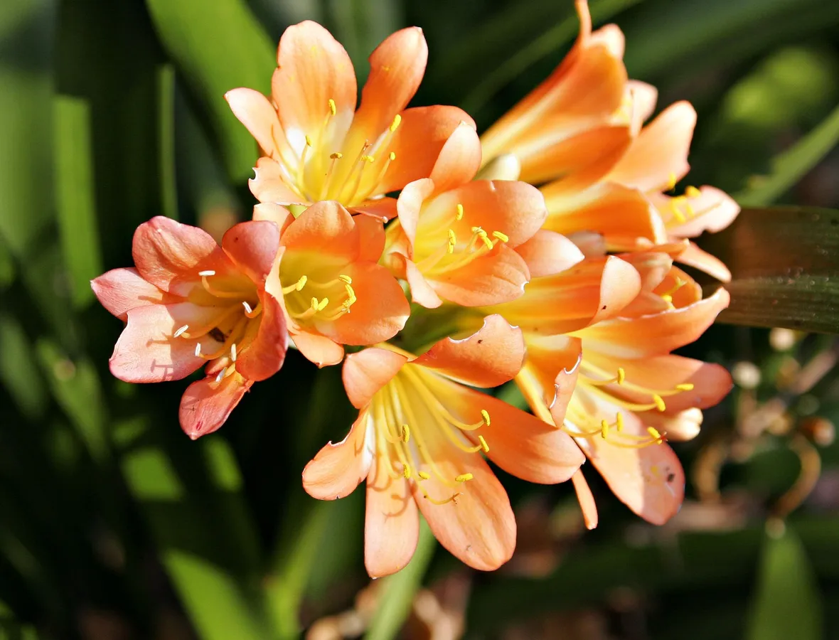 Freesia Shelly