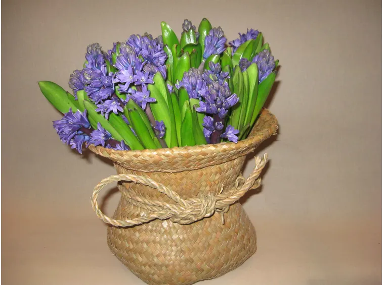 Giacinti viola da regalare