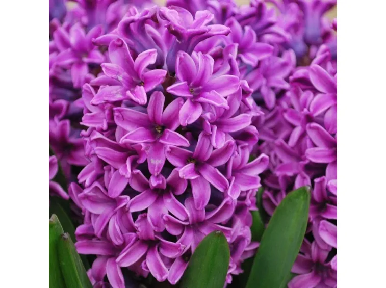 Hyacinthus