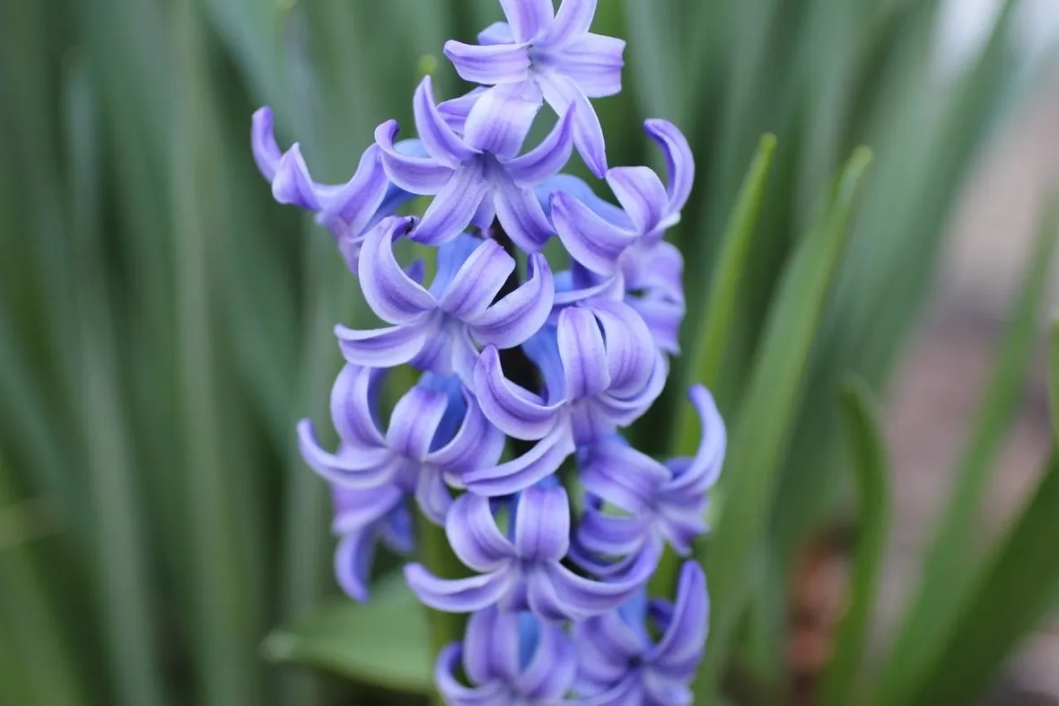 Giacinto