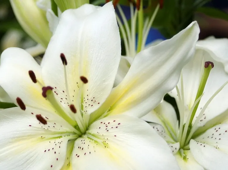 giglio fiore