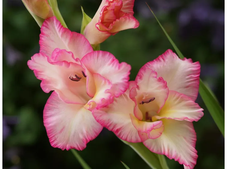 gladiolus rosa
